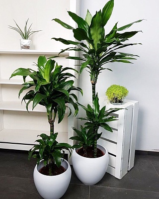 Драцена Варнески (Dracaena Warneckii) Р482