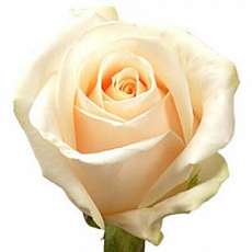 Белые розы Vendela
