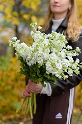 Букет из маттиол Fall Vibes