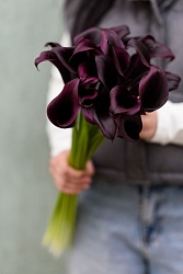 Калла черная