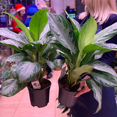 Аглаонема (Aglaonema) Р219