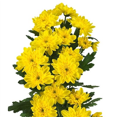 Хризантема Zembla yelow