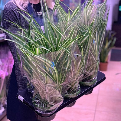 Хлорофитум (Chlorophytum) Р273