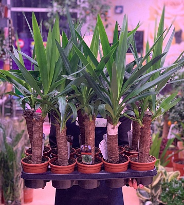 Юкка 1 (Yucca) Р322