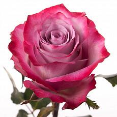 Цветные розы Deep Purple