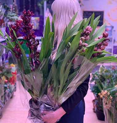 Цимбидиум (Cymbidium) Р312