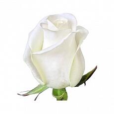 Белые розы Akito