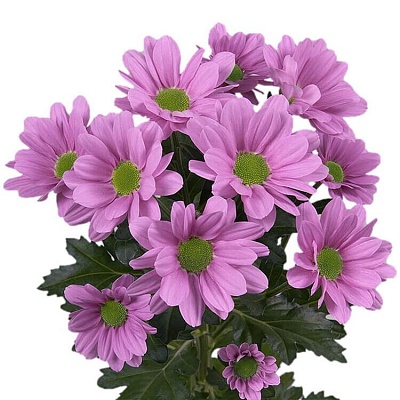 Хризантема  Grand pink
