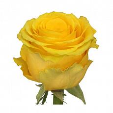 Желтые розы Penny Lane