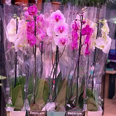 Орхидеи (1 ветка) Р121