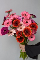 Разноцветные герберы Fall Vibes