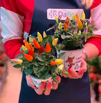 Капсикум (Capsicum) Р371