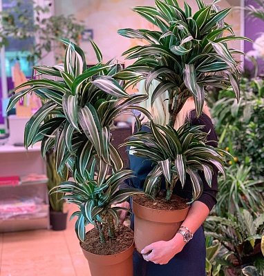 Драцена Варнески (Dracaena Warneckii) Р356