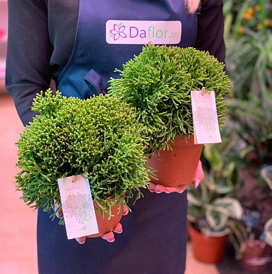 Рипсалис (Rhipsalis) Р347