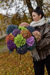 Букет-микс из гортензии Н704