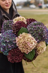 Гортензия осенняя Н701