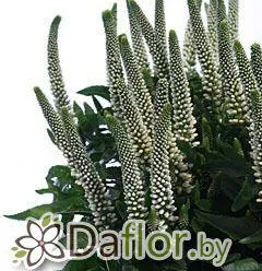 картинка Вероника бел от магазина daflor