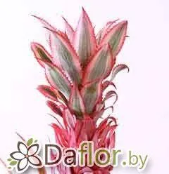 картинка Ананас пестрый от магазина daflor