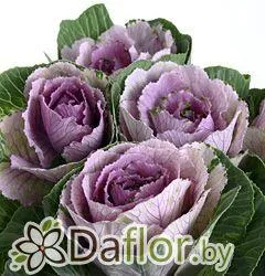 картинка Брассика Пинк Крэйн от магазина daflor