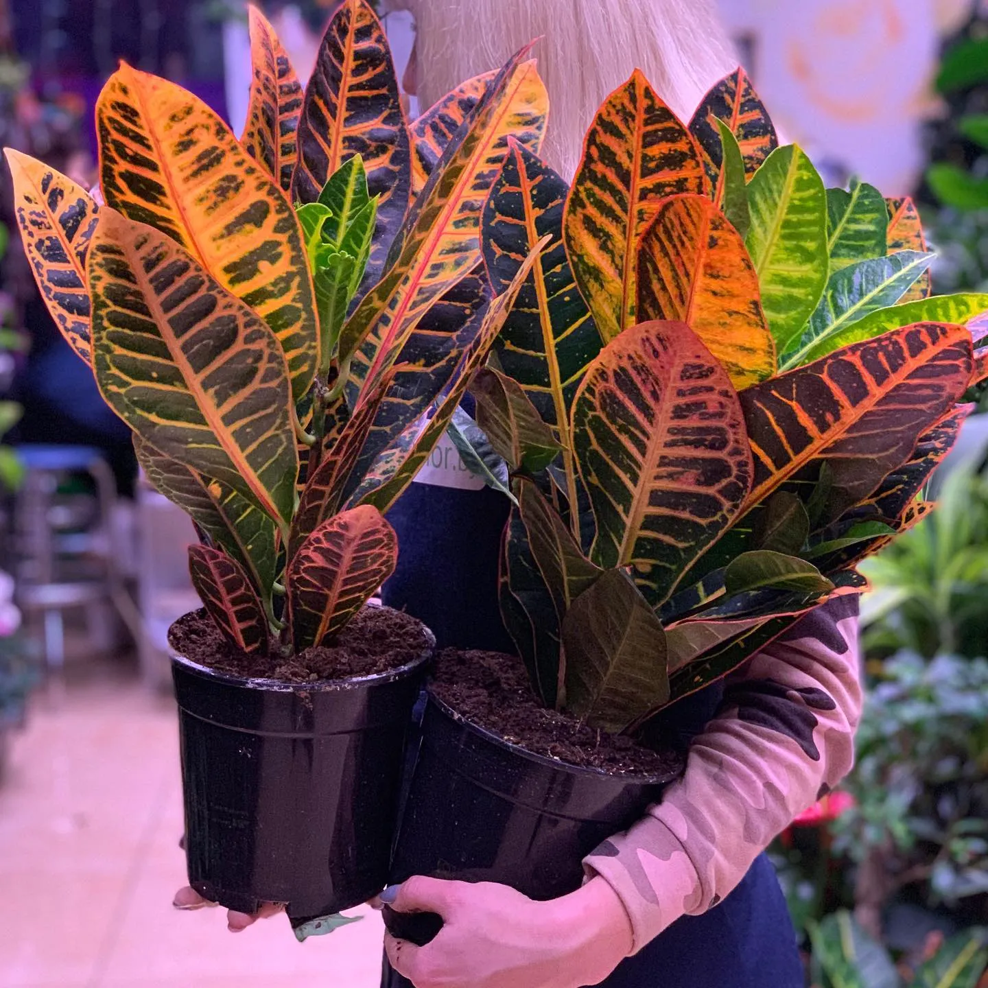 картинка Кодиеум (Codiaeum) Р213 от магазина daflor