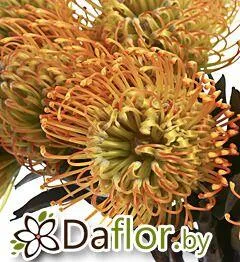 картинка Леукоспермум Елена от магазина daflor