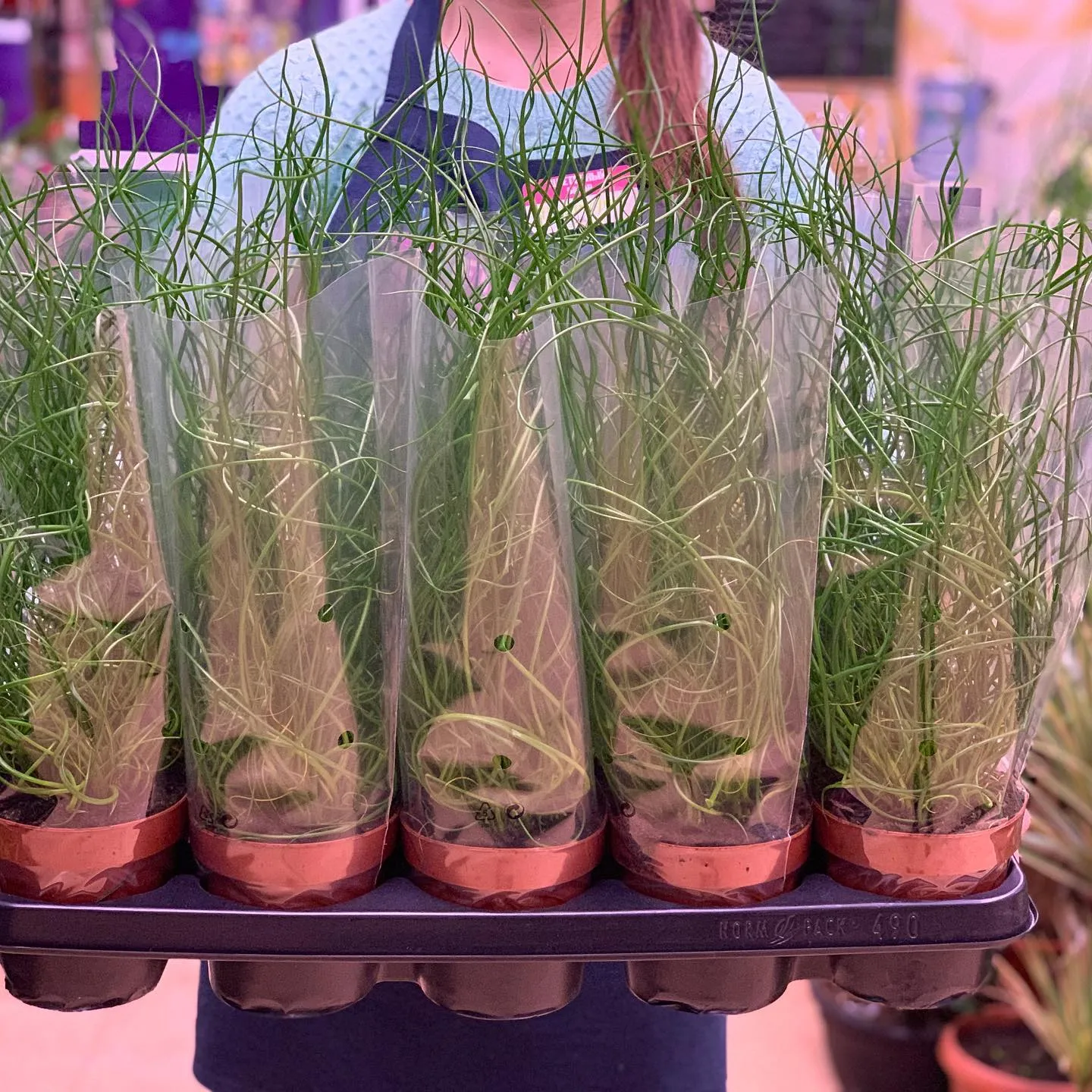 картинка Юнкус (Juncus) Р275 от магазина daflor