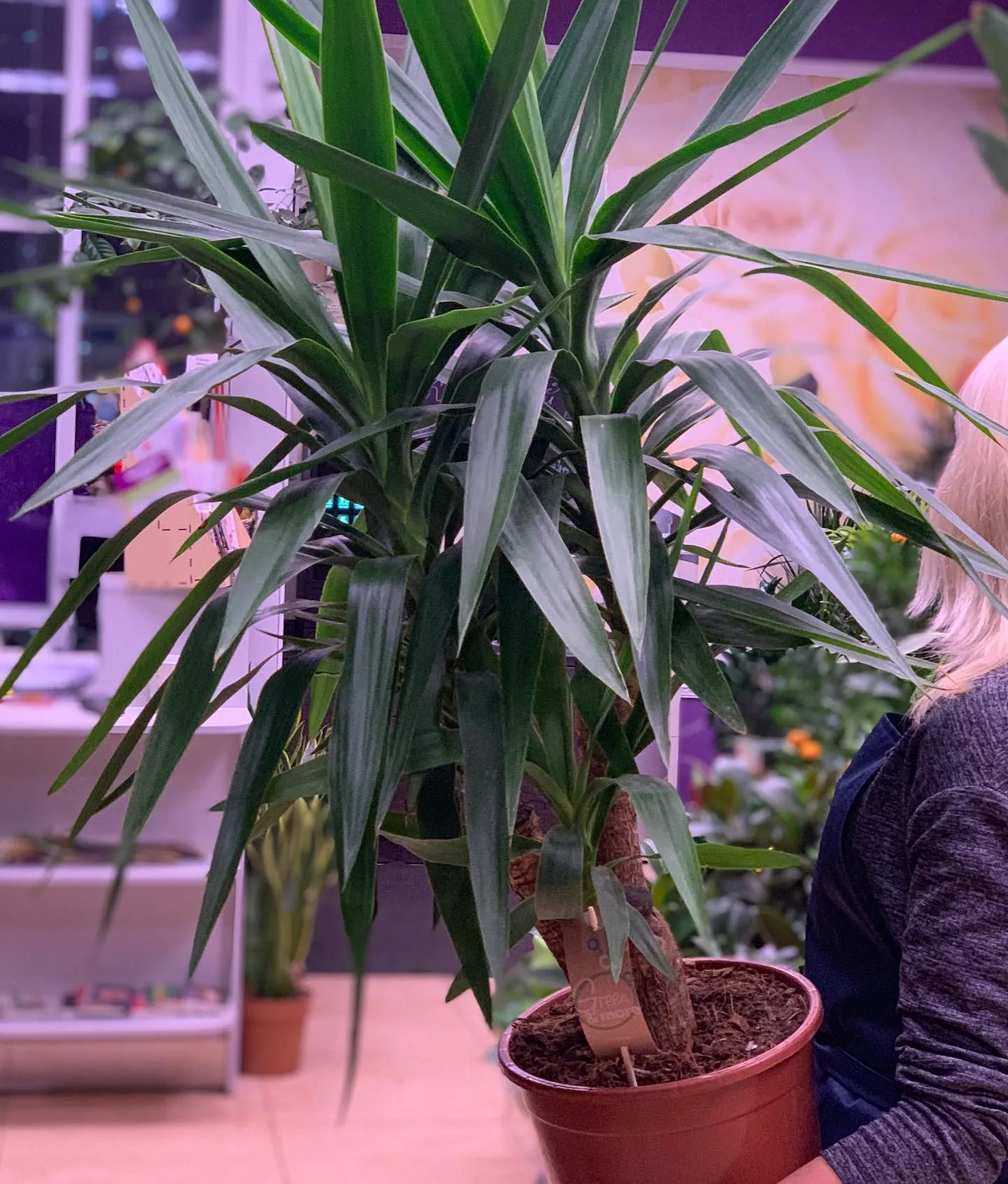 картинка Юкка Вертакт (Yucca) Р233 от магазина daflor