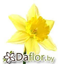 картинка Нарцисс Карлтон от магазина daflor