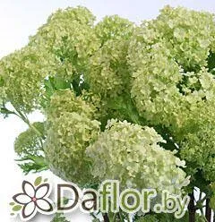 картинка Вибурнум от магазина daflor