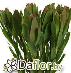 картинка Сафари Сансет Маунтейн от магазина daflor