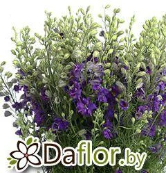 картинка Ларкспур син от магазина daflor