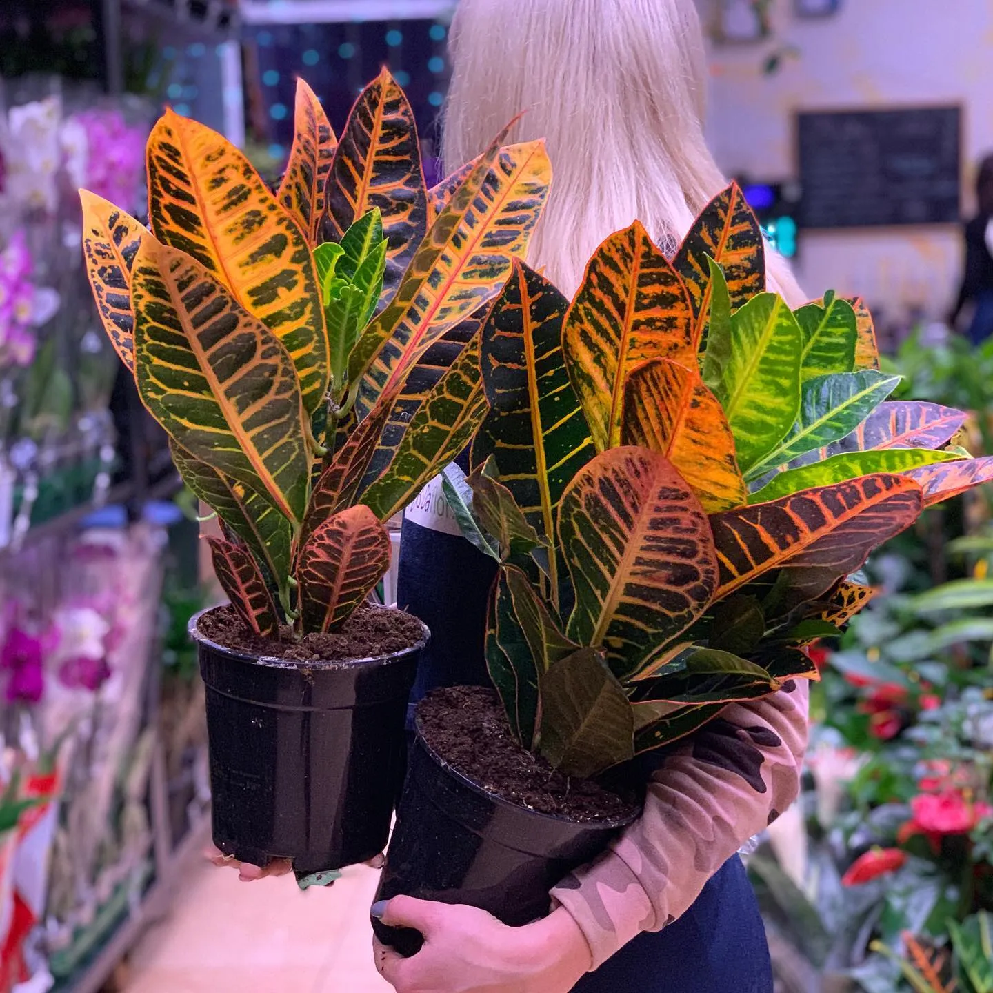 картинка Кодиеум (Codiaeum) Р213 от магазина daflor