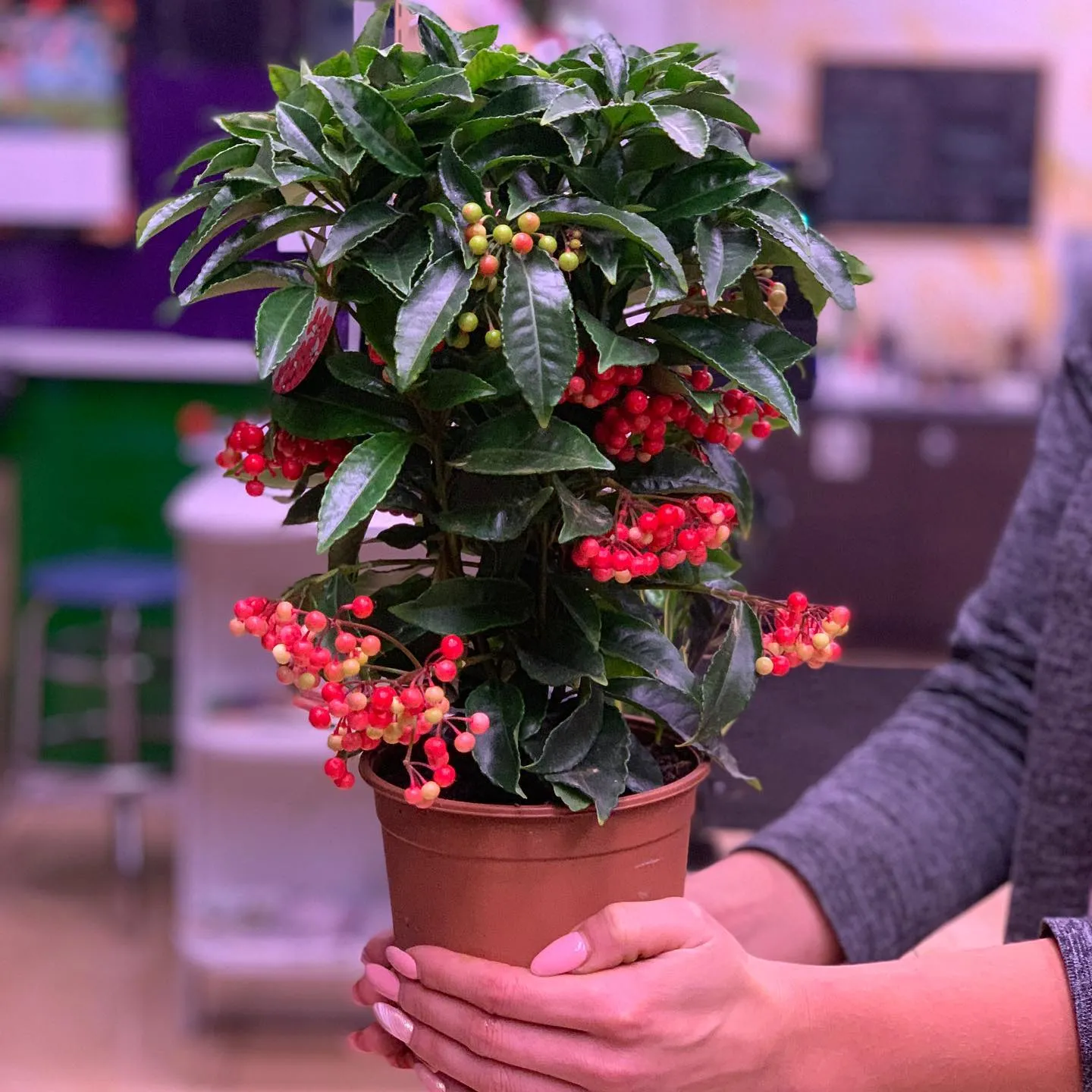 картинка Ардизия (Ardisia) Р131 от магазина daflor