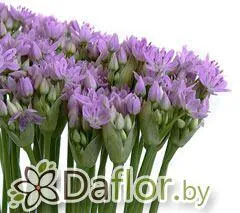 Аллиум роз куст