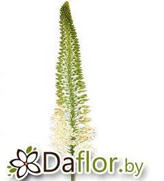 картинка Эремурус бел от магазина daflor