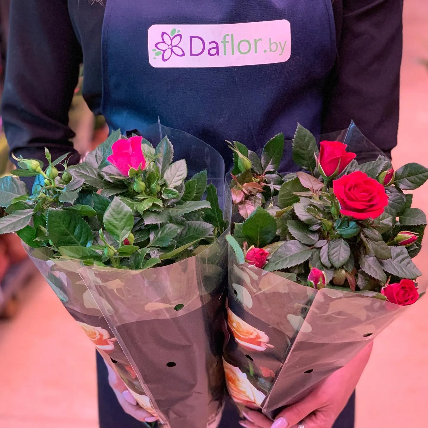 картинка Роза Патио Р353 от магазина daflor