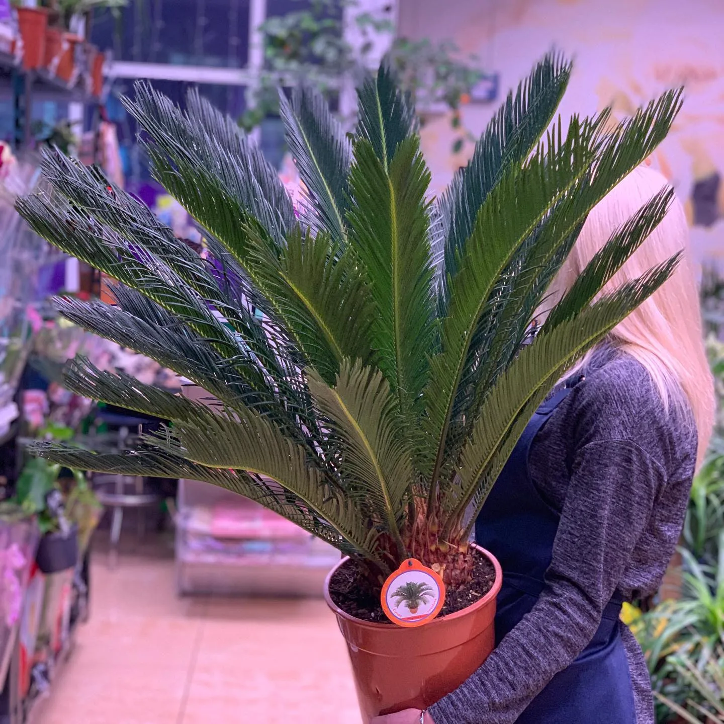 картинка Цикас (Cycas revoluta) Р284 от магазина daflor