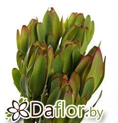 картинка Сафари Сансет Лаурел от магазина daflor