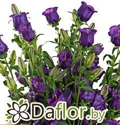 картинка Кампанула Дип Перпл от магазина daflor