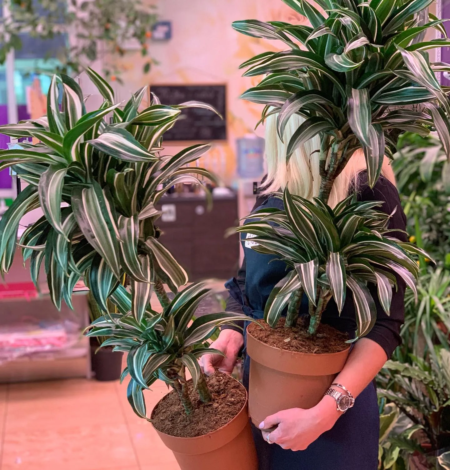 картинка Драцена Варнески (Dracaena Warneckii) Р356 от магазина daflor