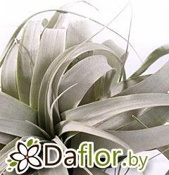 картинка Тилландсия Ксерографика от магазина daflor