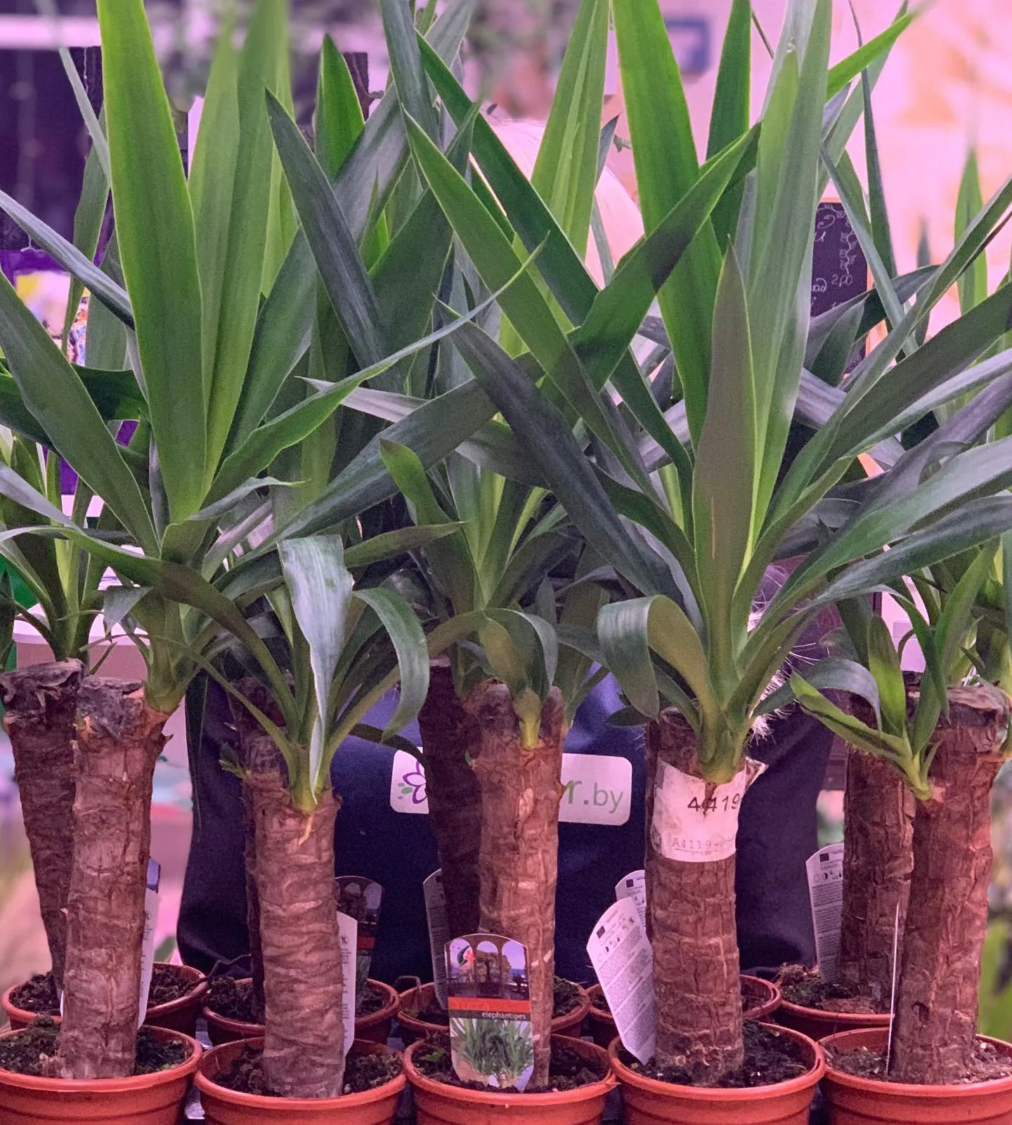 картинка Юкка 1 (Yucca) Р322 от магазина daflor