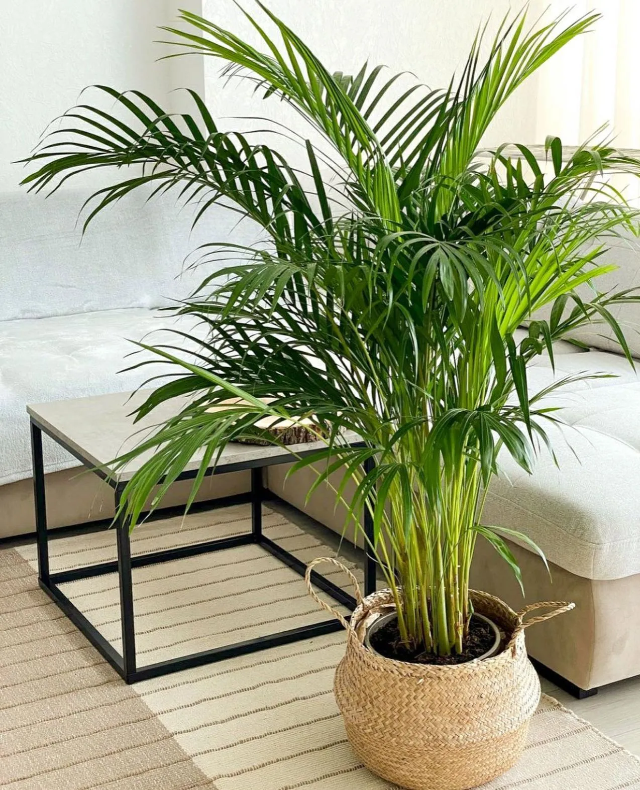 картинка Арека (Areca) Р501 от магазина daflor
