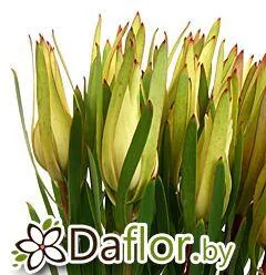 картинка Сафари Сансет Инка Голд от магазина daflor