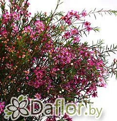 картинка Ваксфлауэр роз от магазина daflor