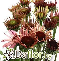 картинка Эхинасея роз от магазина daflor