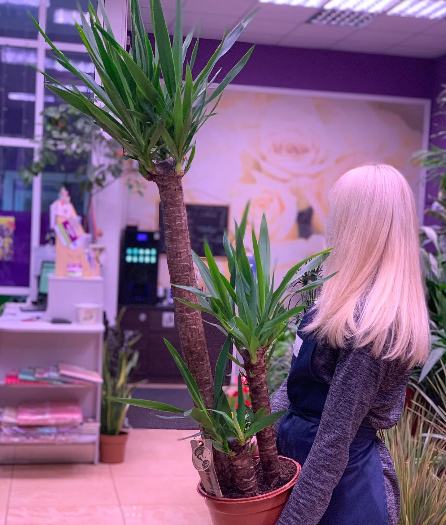 картинка Юкка 3 (Yucca) Р293 от магазина daflor