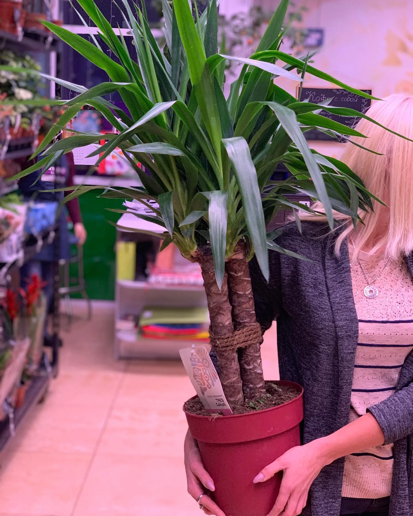 картинка Юкка (Yucca) Р167 от магазина daflor