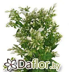 Флокс Рембрант бел