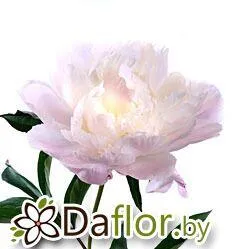 картинка Пион Ширли Тэмпл от магазина daflor